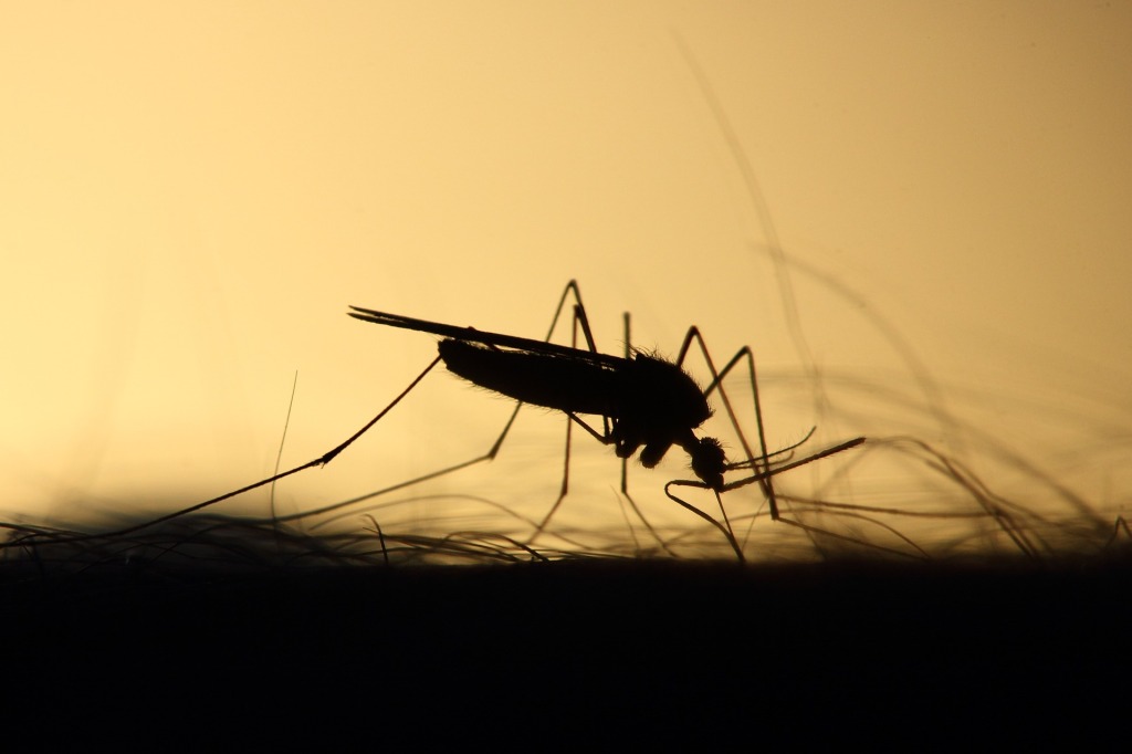 Zanzare: una lotta eterna
